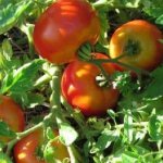 'Идеальный сорт для получения богатого, вкусного, раннего урожая помидоров: томат "Скороспелка"' width="800