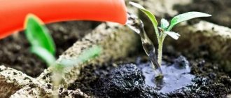 How to water seedlings correctly