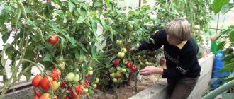 Как приготовить раствор борной кислоты для завязи помидоров: пропорции и инструкция по обработке томатов