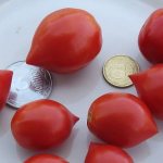 'Как выращивать томат "Поцелуй герани