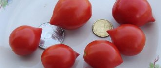 &#39;How to grow a tomato &quot;Geranium Kiss&quot;