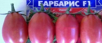 'Как вырастить гибрид томата "Барбарис