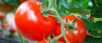 'Как вырастить томат "Надежда f1": лежкий, раннеспелый и радующий богатым урожаем' width="800