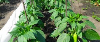 What soil and conditions are needed for pepper?