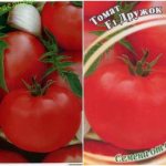 What are the best, most productive and disease-resistant tomato varieties for the greenhouse?