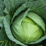 Cabbage Mensa (Menza) F1: variety description, photos, reviews