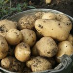 Картофель Чародейка: описание сорта, фото, урожайность, отзывы