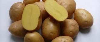картофель джелли