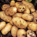 Potatoes Jewel: variety characteristics, taste, reviews