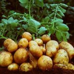 Elizabeth potatoes