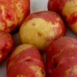 Potatoes Ivan da Marya - description of the variety with photos, characteristics, rules of cultivation and care