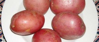 Potatoes Mozart: variety characteristics, yield, reviews