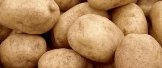 Potato Tuleyevsky variety description reviews photos