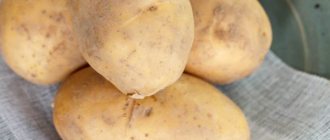 Potato Giant: variety characteristics, yield, reviews