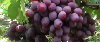 Кисти спелого винограда сорта Эверест с ягодами бордово-фиолетового окраса