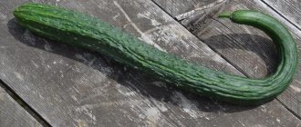 Chinese cucumbers