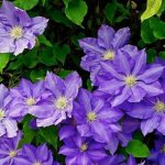 clematis president photo and description