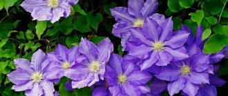 clematis president photo and description