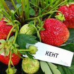 Strawberry Kent