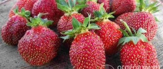 Клубника Марышка (на фото) отличается дружным созреванием крупных ягод, имеющих оригинальную форму и ярко-выраженный земляничный вкус