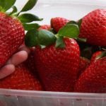 Strawberry Murano