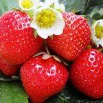 Strawberry variety Figaro