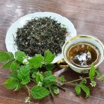 Когда собирать листья малины для чая – полезные советы травников