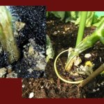root rot signs