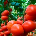 'Крупноплодные голландские гибридные томаты "Махитос": секреты грамотного ухода для получения обильного урожая' width="800