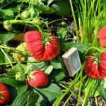 Large-fruited strawberry variety Lord