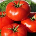 &#39;A large-fruited variety with a pleasant taste - the Akulina tomato