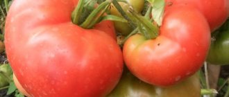 large-fruited tomato Miracle of the Earth