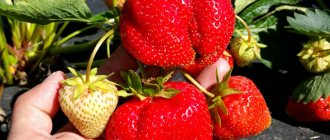 Large strawberries, Aprica variety