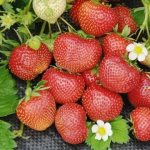 Крупные ягоды садовой земляники Сударушка