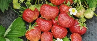 Крупные ягоды садовой земляники Сударушка