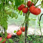 Кусты томатов Безразмерных