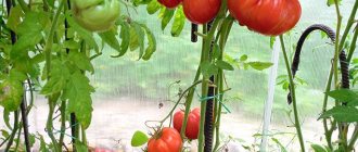 Tomato bushes Dimensionless