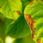 Treatment of rust spots on apple tree leaves