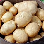 the best potato varieties with descriptions for different regions
