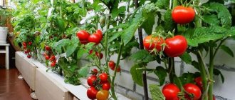 Лучшие сорта помидор для средней полосы России Балконное чудо