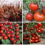 best varieties of tomatoes