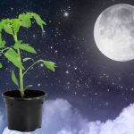 лунный календарь посева помидоров