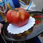 Minusinsk varieties of tomatoes: basic information
