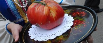 Минусинские сорта томатов: основные сведения