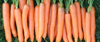 Carrot variety Vitaminnaya