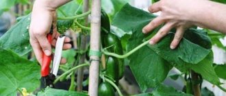 Is it possible to trim leaves from cucumbers and how to do it correctly
