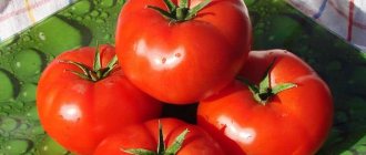'Неприхотливый, универсальный в использовании, раннеспелый томат "Дружок f1": отзывы и секреты выращивания' width="800