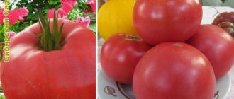 'Неприхотливый в уходе, но при этом щедрый на урожай томат "Чайная роза": агротехника и советы фермеров со стажем' width="600