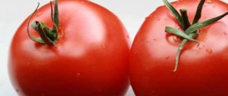 &#39;A new hybrid with powerful bushes and an abundant harvest of tomatoes - tomato &quot;Katrina f1&quot;&#39; width=&quot;800