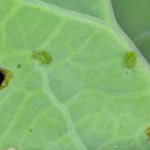 Treating cabbage against aphids